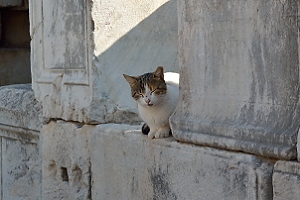 October 25, 2013<br>And yet another cat in Ephesus.